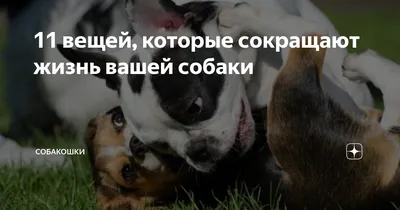 Болезни собак и их симптомы 🐶 – лечение и профилактика – ProPlan.ru