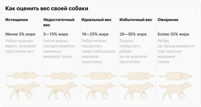 Крипторхизм у собаки - что делать: симптомы, причины