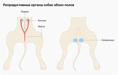 Проблемы собак крупных пород. Как ухаживать и лечить