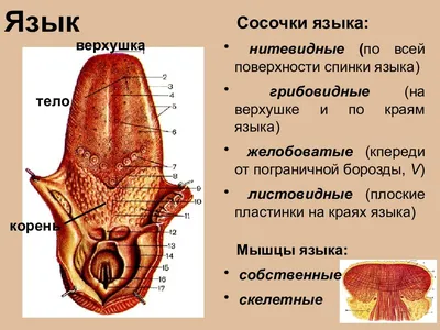 Наросты на языке в полости рта