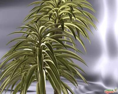 Юкка нитчатая (Yucca filamentosa) - PictureThis