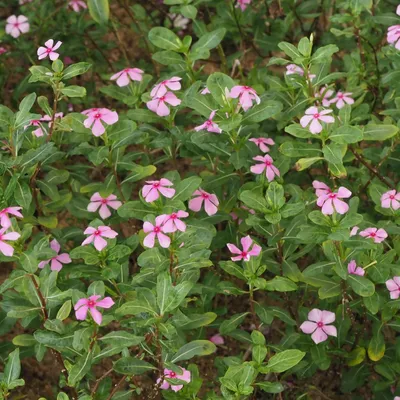 Катарантус розовый (Catharanthus roseus) - PictureThis