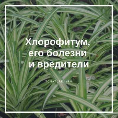 Хлорофитум, его болезни и вредители | выращивание, уход, размножение  растений