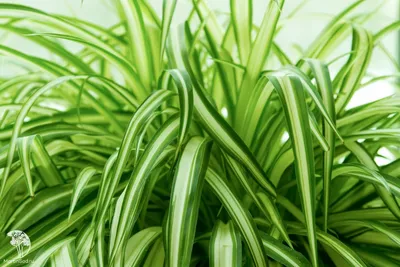 Отдел Сад Леруа Мерлен on Instagram: \"Хлорофитум — цветок проще некуда.  Даже его название переводится максимально непритязательно: «chloros» и  «phyton» — «зелёное растение». 🌱 ➡️Хлорофитум — максимально полезное  растение. . ➡️Листья очищают