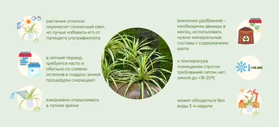 Комнатное растение Хлорофитум — фото, описание и уход. Вредители и болезни  растений, борьба с ними