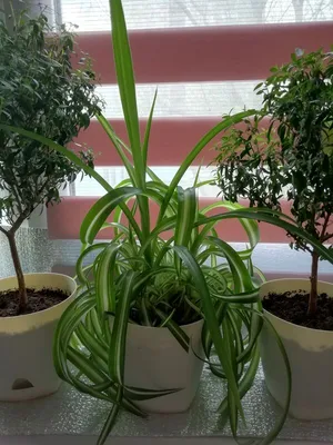 Хлорофитум Грин Оранж (Chlorophytum Green Orange)