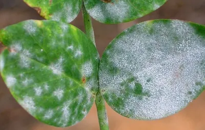Хойя Эритростема (Hoya erythrostemma) черенок Каталог орхидей -  фаленопсисов, каттлей, ванд, дендробиумов со всего мира от интернет  магазина Ангелок