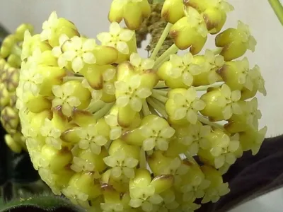 Hoya Compacta Variegata | Passiflora.ru - Сервис коллективных заказов