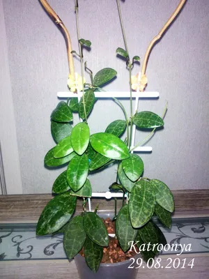 Комнатное растение Хойя — фото, описание и уход. Вредители и болезни  растений, борьба с ними