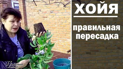 Хойя (Hoya). Уход за хойей: содержание и размножение