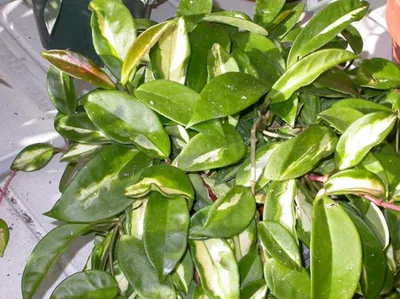 Hoya cumingiana subsp. cumingiana - PictureThis