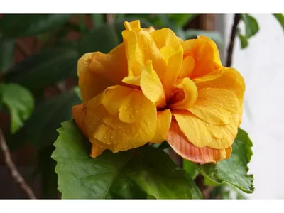 Китайская роза, Гибискус - Hibiscus rosa-sinensis. Уход, выращивание  гибискуса