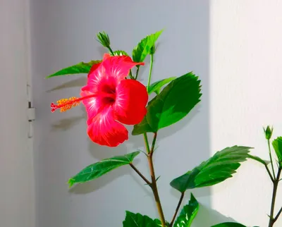 Гибискус китайский (Hibiscus rosa-sinensis) - PictureThis