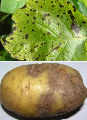 Три главные болезни картофеля при хранении. Из-за них мы теряем большую  часть урожая | Огородомания: сад, огород, дача | Дзен