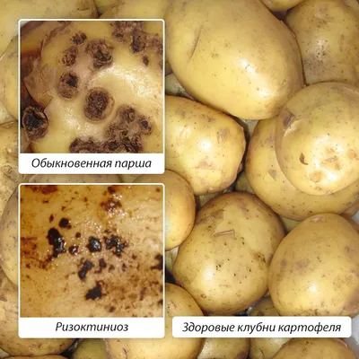 Фузариоз картофеля: фото, описание и лечение | Картофельные технологии