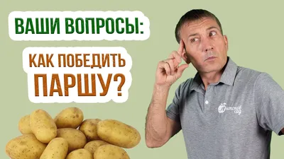 Пойдём искать картошку! Как выбрать клубни, которые вас ничем не заразят |  Продукты и напитки | Кухня | Аргументы и Факты