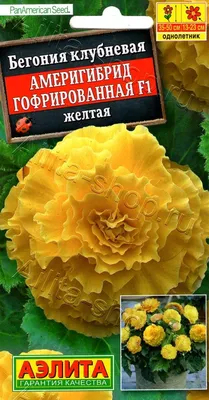 Бегония - «Изумительное растение. Уход, агротехника, посадка семян,  выращивание из клубней. Как заставить ее цвести и какой грунт выбрать? » |  отзывы