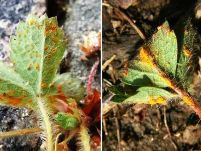 Профилактика и лечение пятнистости листьев клубники