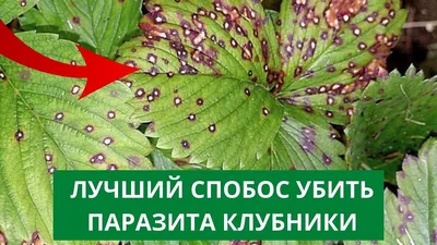 Как бороться с вредителями и болезнями клубники, профилактика | Мир  Садоводства