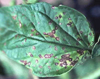 Болезни лилий: лилии болезни и борьба с ними - Agro-Market