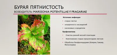 Клубника, болезни и вредители - Прогрессивное растениеводство