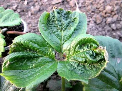 Как вырастить клубнику из семян | Аптека Садовода