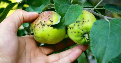 Основные болезни яблонь и их лечение - Бабушкина дача