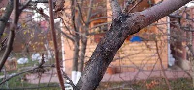 Как избавиться от лишнего ствола на яблоне и груше | В саду (Огород.ru)