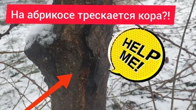 Болезни деревьев | Mauget.ru | Може