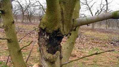 Как спасти деревья [Архив] - Страница 2 - Форум дачников Украины.  Восстановим озоновый слой на 6-ти сотках!
