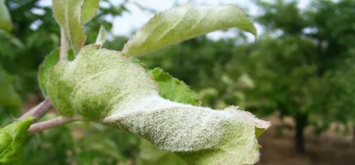 Болезни яблони: болезни яблони и меры борьбы с ними - Agro-Market