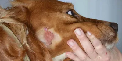 Кожные болезни собак