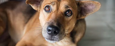 Кожные болезни у собак - лечение, фото с описаниями
