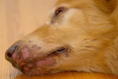 Болезни кожи собак фото фотографии