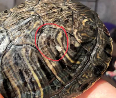 Болезни красноухих черепах фото фотографии
