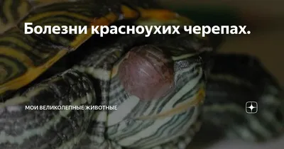 Метаболическая болезнь костей, рахит - Черепахи.ру
