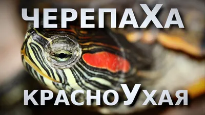 Частые ошибки в кормлении красноухих черепах. Первая причина болезни -  YouTube