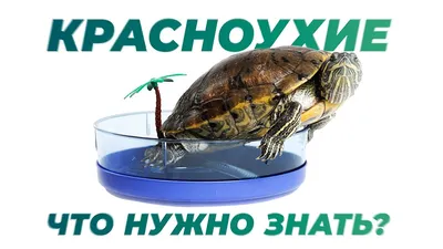 Болезни красноухих черепах | Блог зоомагазина Zootovary.com