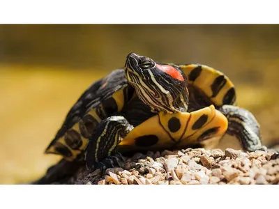 Trachemys scripta (Красноухая черепаха) - Черепахи.ру