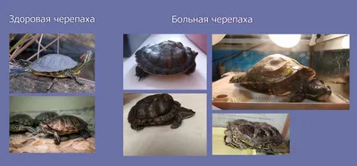 Диспнотический синдром водных черепах | Ветеринарная клиника