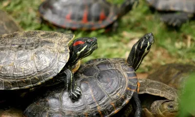 Красноухая черепаха / Trachemys scripta - «Прожила у нас красноушка около  15 лет, и до сих пор, думаю жива и здорова. Очень быстро растут, требуют  большой аквариум и уход. (+ фото)» | отзывы