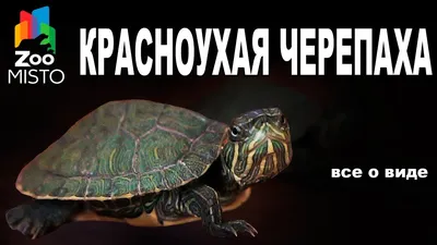 Красноухая черепаха. Как содержать такого питомца? Мир хвостатых - журнал о  домашних питомцах.