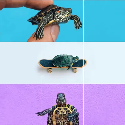 Красноухая черепаха / Trachemys scripta - «Очень умная рептилия!Просто  интеллектуал!Наша история о черепашке.)» | отзывы