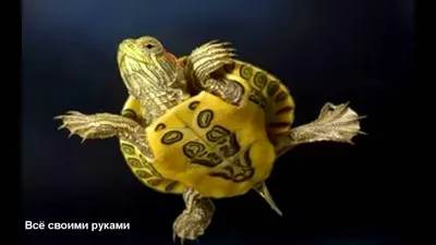 Домашние черепахи могут заразить владельца сальмонеллезом | Ветеринария и  жизнь