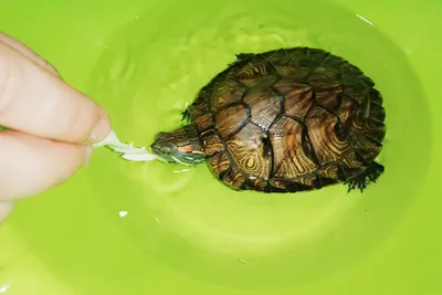 Черепаха красноухая (Trachemys scripta elegans Red-eared slider)