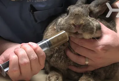 Нормальная цекотрофия у кроликов | Сеть ветеринарных клиник «Ветус»