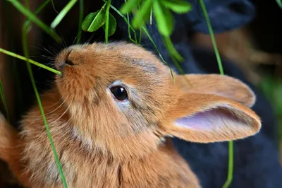 Основные болезни декоративных кроликов: симптомы, причины и лечение