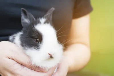 Болезни кроликов: симптомы и лечение. Важно знать! - YouTube