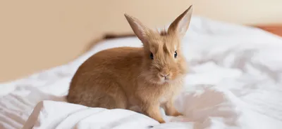 Болезни кроликов | Ветеринарная клиника