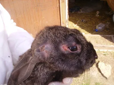 Миксоматоз у кроликов — симптомы миксоматоза и лечение, профилактика  вирусных заболеваний у кроликов в статье на сайте Кролист